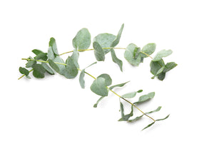 EUCALYPTUS ESSENTIAL OIL
