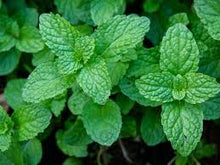 Load image into Gallery viewer, PEPPERMINT ESSENTIAL OIL

