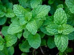 PEPPERMINT ESSENTIAL OIL