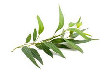 Load image into Gallery viewer, TEA TREE ESSENTIAL OIL
